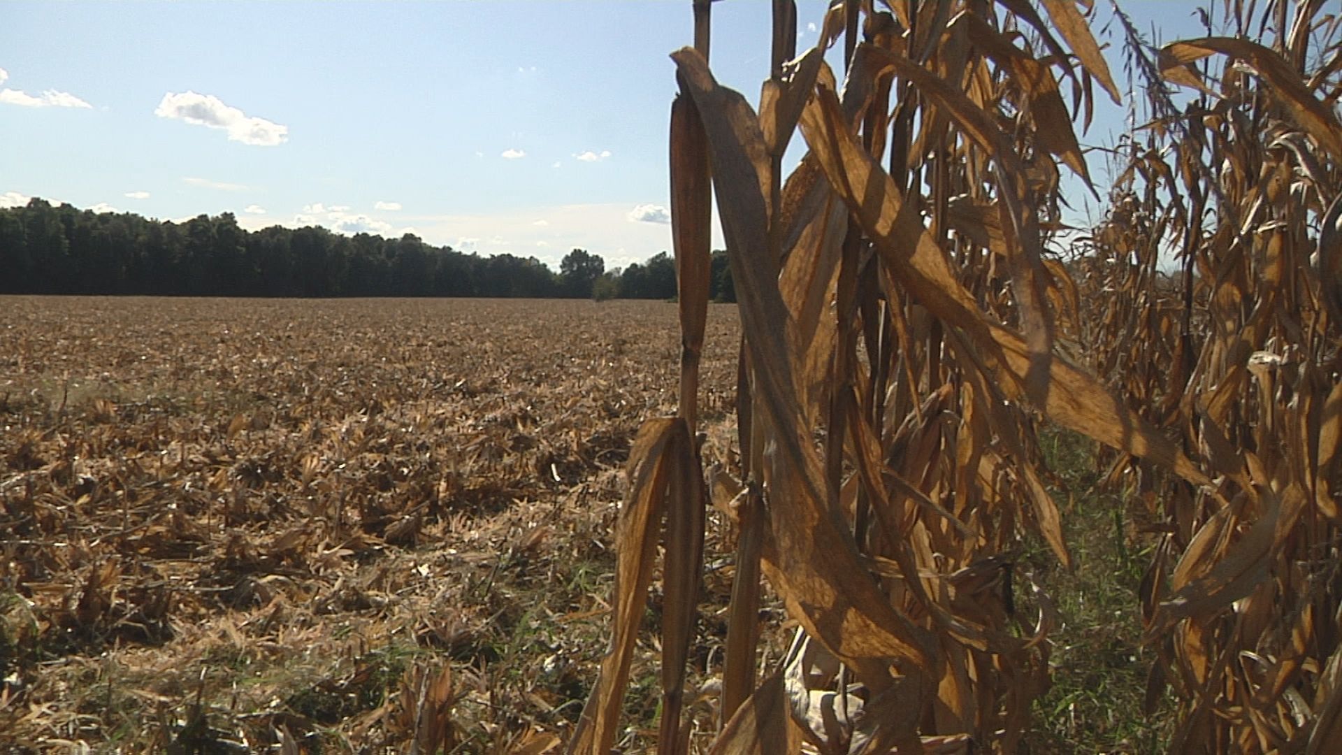 Corn Field